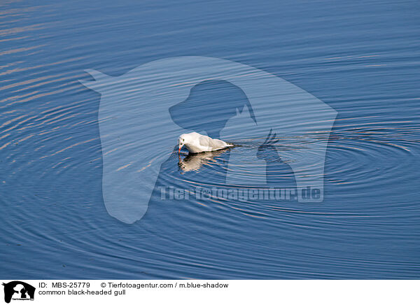 Lachmwe / common black-headed gull / MBS-25779