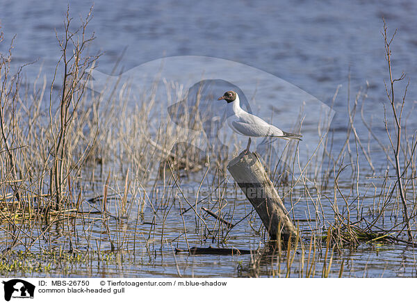 Lachmwe / common black-headed gull / MBS-26750