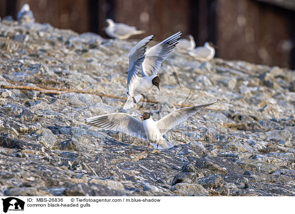 Lachmwen / common black-headed gulls / MBS-26836