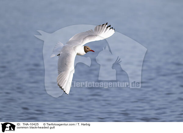 Lachmwe / common black-headed gull / THA-10425