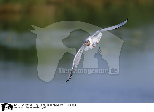 Lachmwe / common black-headed gull / THA-10428