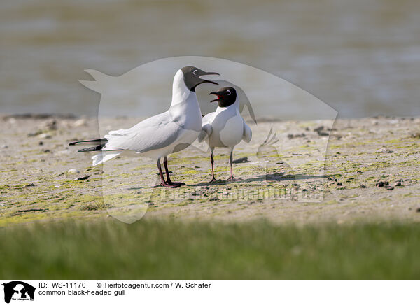 Lachmwe / common black-headed gull / WS-11170