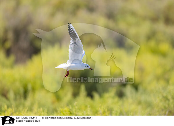 Lachmwe / black-headed gull / DMS-15244