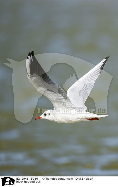 Lachmwe / black-headed gull / DMS-15246