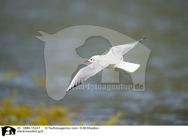 Lachmwe / black-headed gull / DMS-15247
