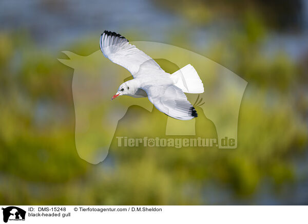 Lachmwe / black-headed gull / DMS-15248