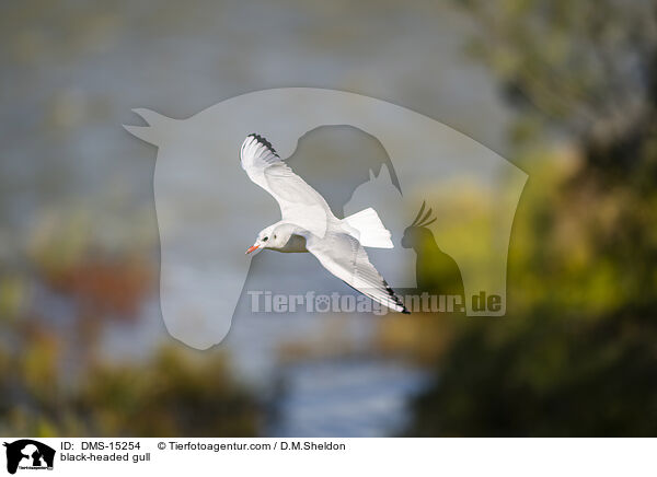 Lachmwe / black-headed gull / DMS-15254