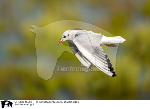 Lachmwe / black-headed gull / DMS-15255