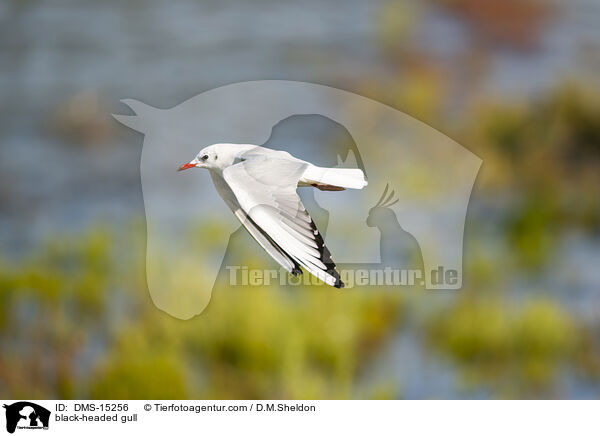 Lachmwe / black-headed gull / DMS-15256