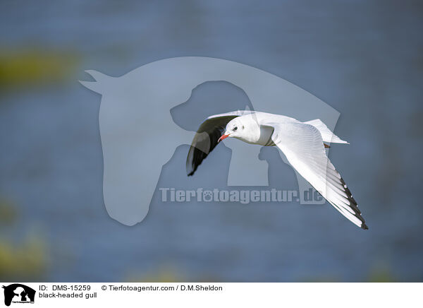 Lachmwe / black-headed gull / DMS-15259