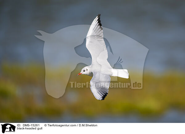 Lachmwe / black-headed gull / DMS-15261