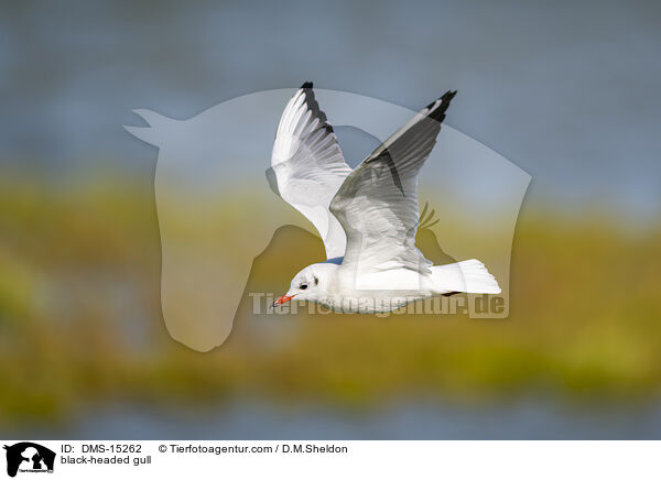 Lachmwe / black-headed gull / DMS-15262