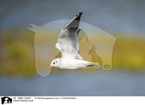 Lachmwe / black-headed gull / DMS-15263
