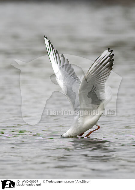 Lachmwe / black-headed gull / AVD-08097