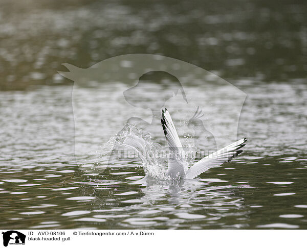 Lachmwe / black-headed gull / AVD-08106