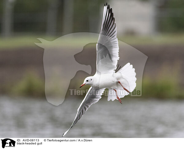 Lachmwe / black-headed gull / AVD-08113