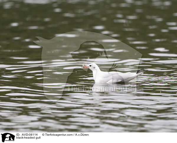 Lachmwe / black-headed gull / AVD-08114