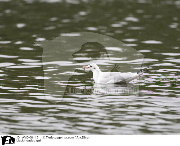 Lachmwe / black-headed gull / AVD-08115
