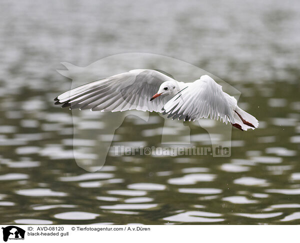 Lachmwe / black-headed gull / AVD-08120