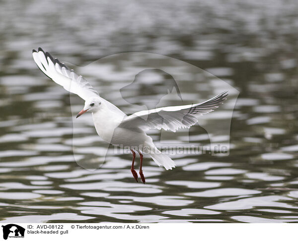 Lachmwe / black-headed gull / AVD-08122