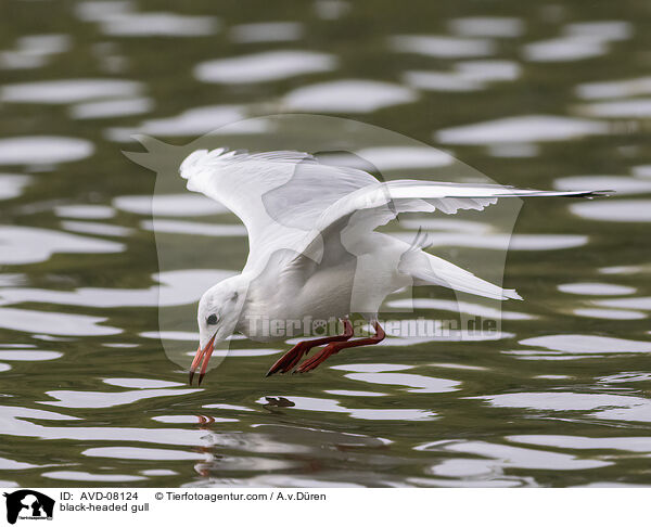 Lachmwe / black-headed gull / AVD-08124