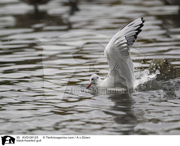 Lachmwe / black-headed gull / AVD-08125