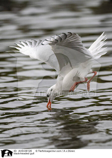 Lachmwe / black-headed gull / AVD-08126