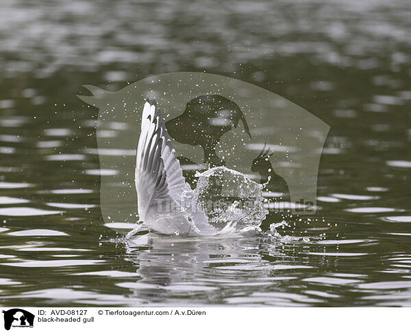 Lachmwe / black-headed gull / AVD-08127