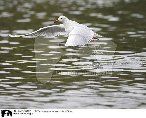 Lachmwe / black-headed gull / AVD-08128