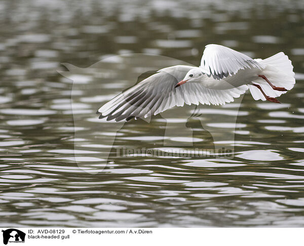 Lachmwe / black-headed gull / AVD-08129