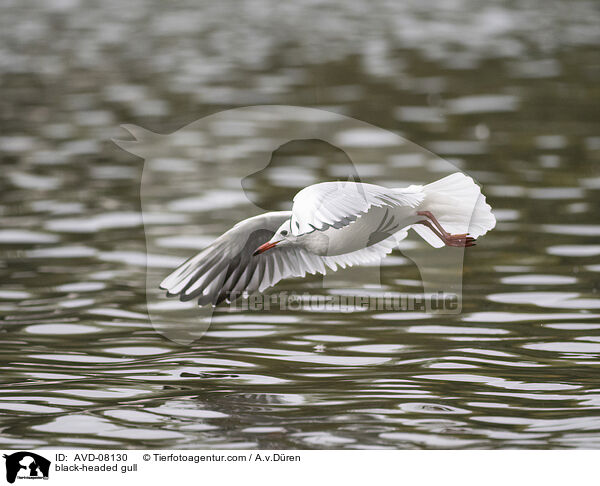 Lachmwe / black-headed gull / AVD-08130