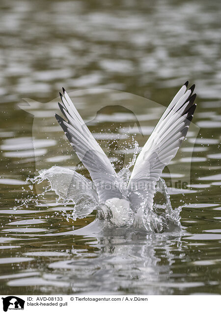Lachmwe / black-headed gull / AVD-08133