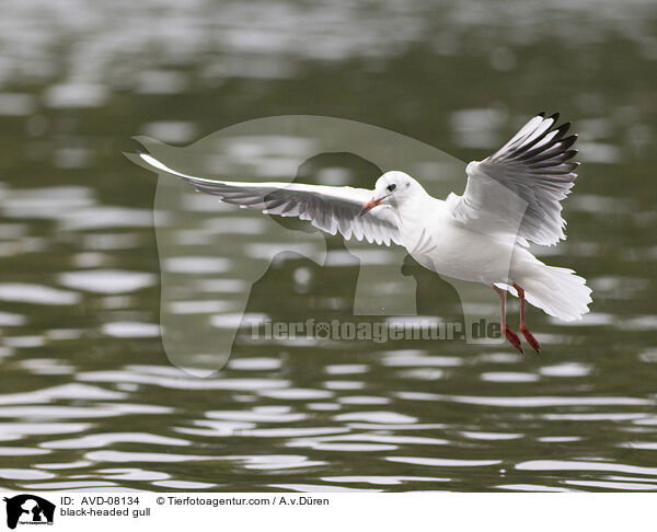 Lachmwe / black-headed gull / AVD-08134