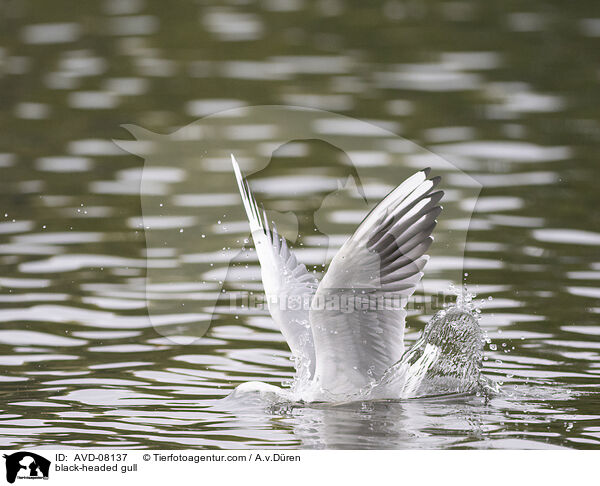 Lachmwe / black-headed gull / AVD-08137