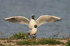 black-headed gulls