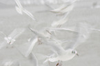 common black-headed gulls