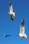 common black-headed gulls