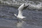 common black-headed gull