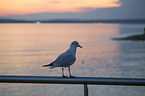 common black-headed gull