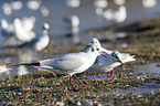 common black-headed gulls