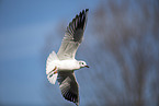 common black-headed gull
