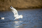 common black-headed gull
