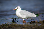 common black-headed gull