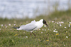 common black-headed gull