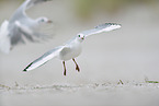 Black-headed Gulls