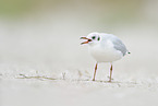 Black-headed Gull