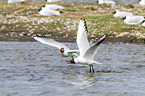 common black-headed gulls