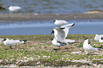 common black-headed gulls