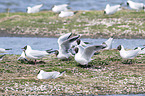common black-headed gulls