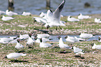 common black-headed gulls